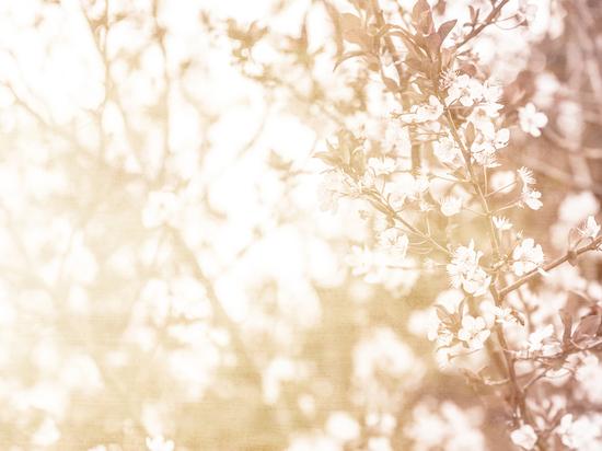 Blühende Zweige mit zarten, weißen Blüten vor einem sanften, hellen Hintergrund.