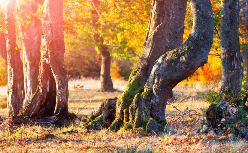Waldszene mit knorrigen Baumstämmen und buntem Herbstlaub im Hintergrund, von warmem Sonnenlicht beleuchtet.