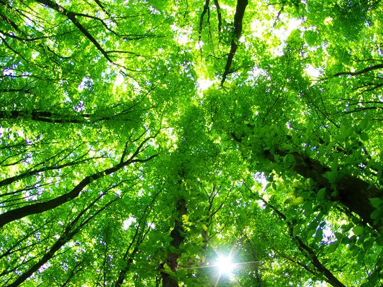 Blick durch ein Walddach mit leuchtend grünen Blättern und Sonnenstrahlen, die zwischen den Bäumen hindurchscheinen.