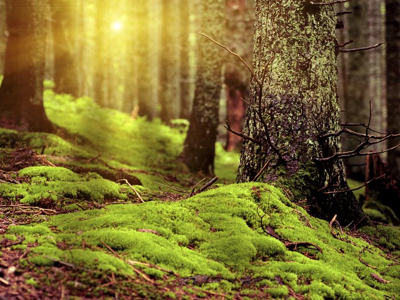 Grüne Moosbedeckung am Waldboden zwischen Bäumen, warmes Licht strömt durch die Baumkronen.